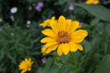 Bahçedeki güzel sarı calendula çiçeği yeşilliklerin arasında
