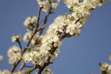 Çiçek açan kiraz çiçekleri mavi bir bahar arka planında