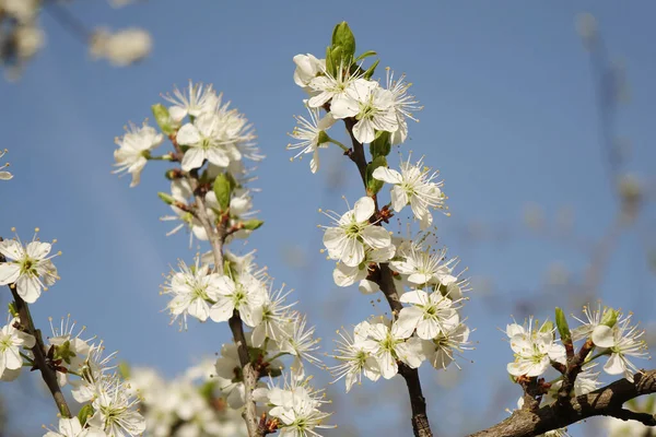 Цветущие Белые Цветы Вишни Сливы Голубом Весеннем Фоне — стоковое фото