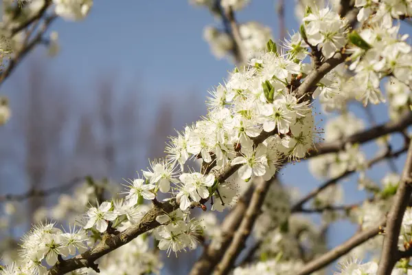 Цветущие Белые Цветы Вишни Сливы Голубом Весеннем Фоне — стоковое фото