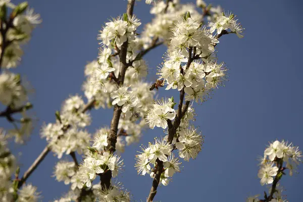 Blooming Cherry Plum Blue Sky Bee Flying Flowers — Foto Stock