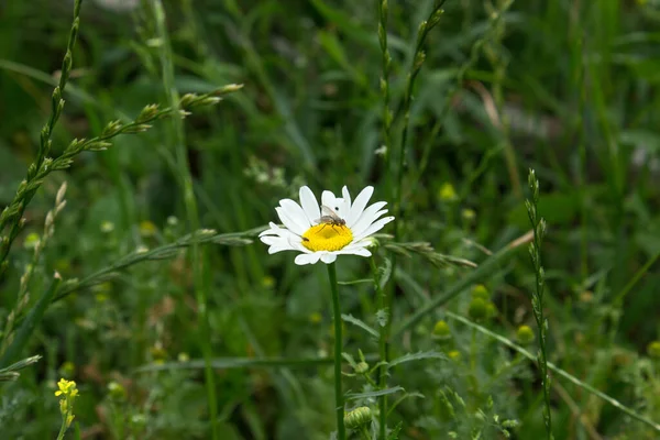 Two Flies Medicinal Chamomile Flower Green Meadow — Stock Photo, Image