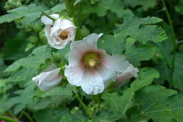 Pink Mallow Flower Pink Flowers Garden Horizontal — Stock Photo, Image