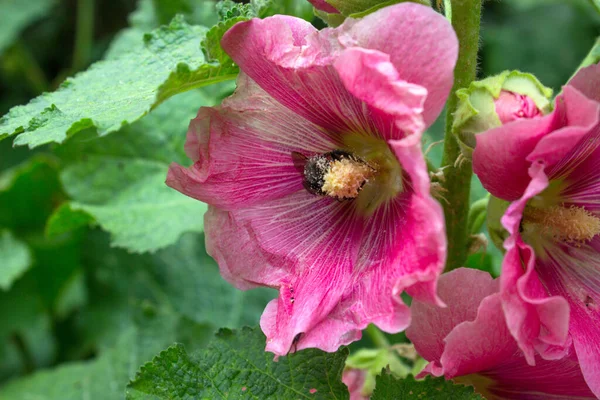 Rózsaszín Gyönyörű Virág Egy Kerti Növény Mályva Közel Egy Dongó — Stock Fotó