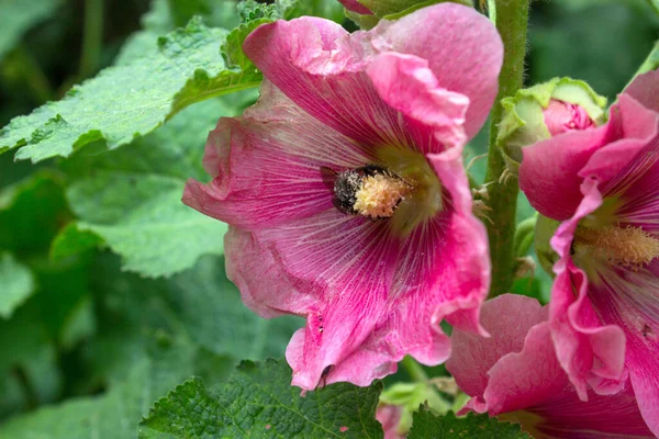 Bir Bahçe Bitkisinin Pembe Güzel Çiçeği Çine Bir Yabanarısı Tırmanıyor — Stok fotoğraf