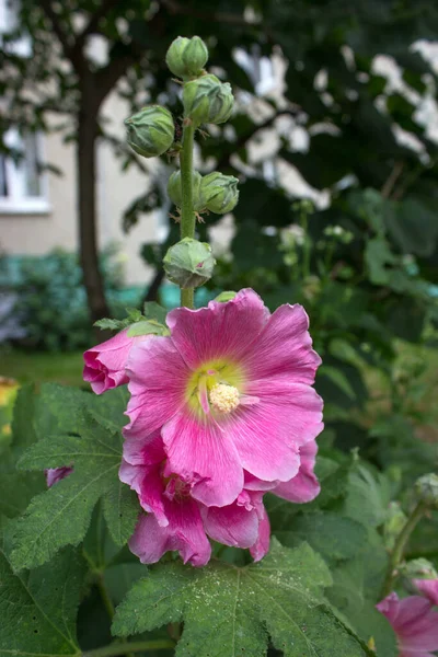Rózsaszín Ciklotinvirág Rügyek Mályvacukor Rózsaszín Virágok Kertben — Stock Fotó