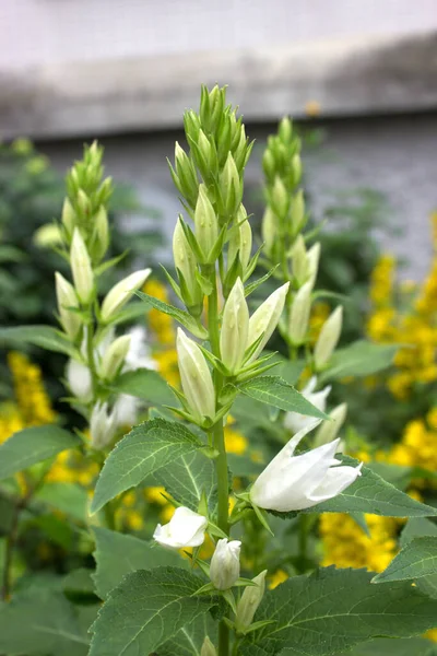 Adenophor Sino Branco Luz Botões Verdes Flor Jardim Branco Entre — Fotografia de Stock