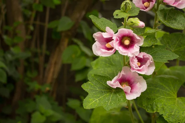 園内の花や蕾はピンク色で株が立ち上がり ピンク色をしています — ストック写真