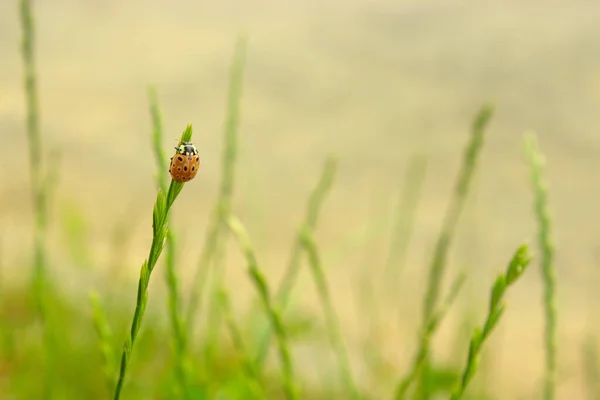Насекомое Божья Коровка Одиноком Маленьком Шипе Злаковых Трав Зеленом Естественном — стоковое фото