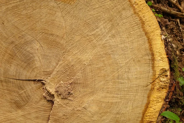 Coupe Sciée Vieux Bois Avec Texture Fraîche Souche Bois — Photo