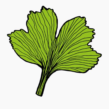 Ginkgo yaprağı ikonunun botanik çizimi.