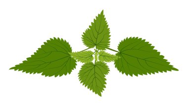 Beyaz arka planda ısırgan otu yakan tıbbi otlar.