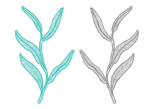 Contour Drawing Eucalyptus Leaf Doodle Leaves — Vettoriale Stock