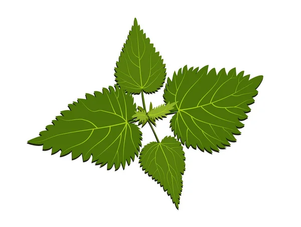 Green Stinging Nettle Bush Top View — Stockvector