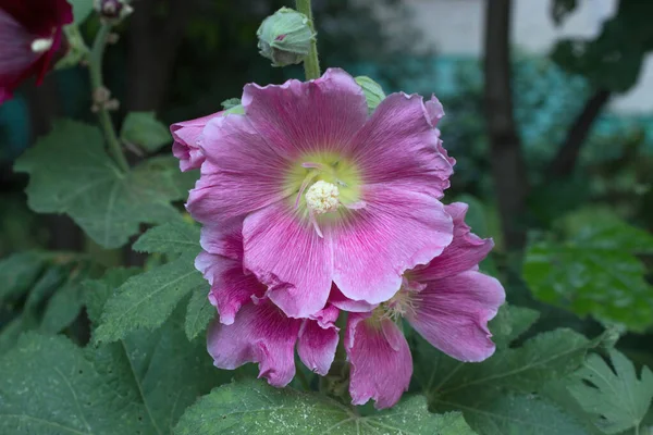 美しいピンクのマローの花が繊細な花びらの近くで閉じます — ストック写真