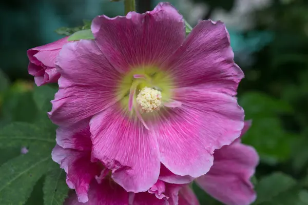 美しいピンクのマローの花が繊細な花びらの近くで閉じます — ストック写真