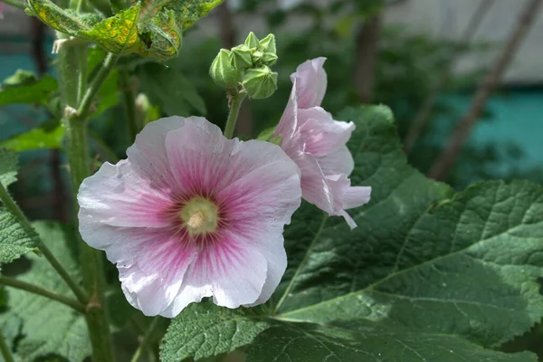 庭のピンクのボラの花水平方向のピンクの花 — ストック写真