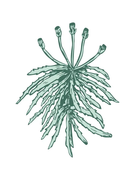 Sphagnum Moss 多年生草本手绘 — 图库矢量图片