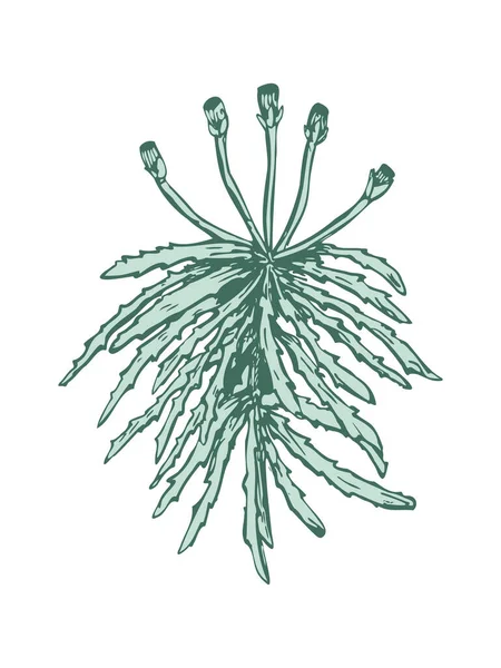 Sphagnum yosunu - bitkisel el çizimi 