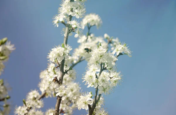 Uma Abelha Voando Até Florescer Flores Cerejeira Contra Céu Azul — Fotografia de Stock