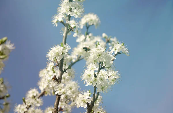 Ape Che Vola Fino Fiorire Fiori Ciliegio Contro Cielo Blu — Foto Stock