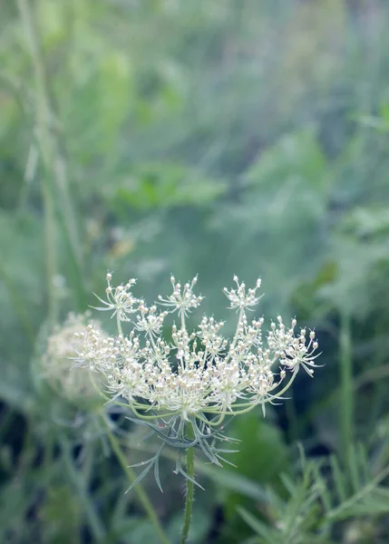 Imagem Uma Flor Aberta Cenoura Selvagem Fundo Prado Verde — Fotografia de Stock