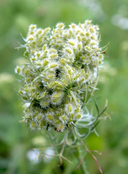 Изображение Семена Дикая Морковь Морковь Daucus Carota — стоковое фото