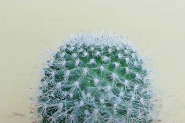 Hafif arka planda iğneler olan bir kaktüsün tepesi.