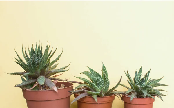 Farklı tencerelerde üç farklı aloe sulu.