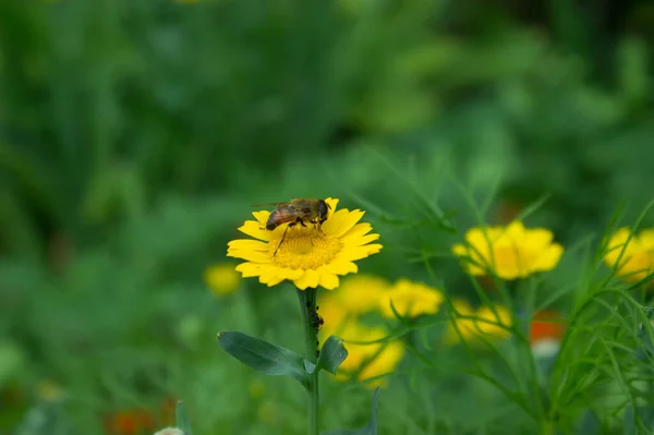 Small Flower Fly Yellow Flower Beautiful Green Background Blooming Garden — Stock Photo, Image