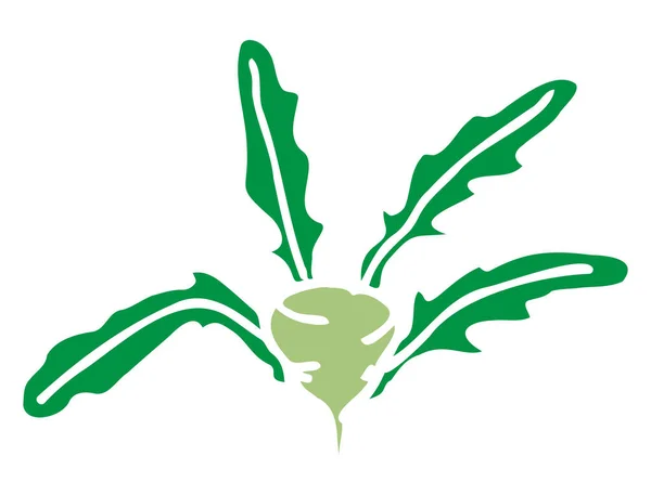 Zielona Kapusta Kohlrabi Kohlrabi Projektowania Logo — Wektor stockowy