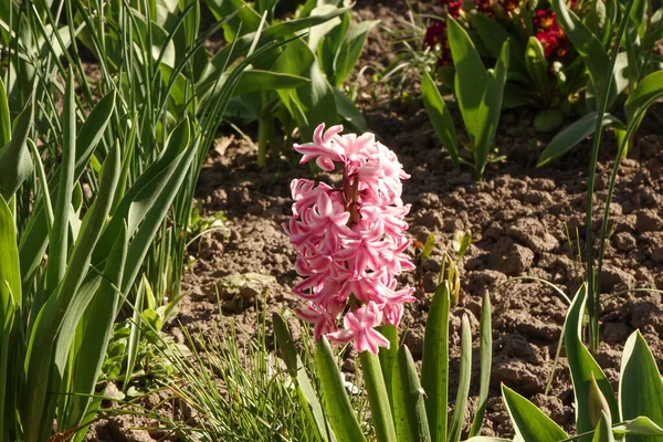 정원에 분홍빛 부레옥잠 — 스톡 사진