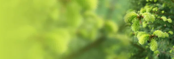 Tasarım ve duvar kağıdı için açık yeşil arkaplanda taze yeşil iğneler