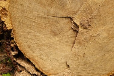 Ağacın doku yapısına sahip bir bölümü.