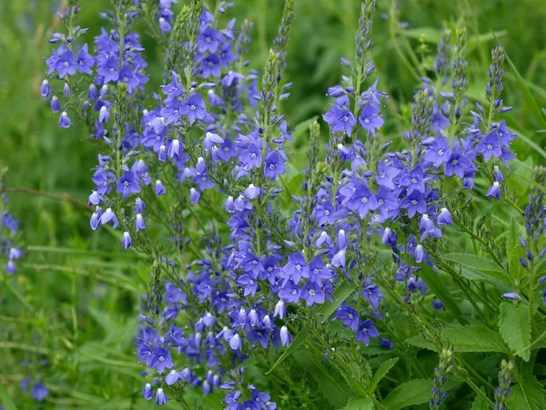 Blauwe Bloemen Van Veronica Van Oostenrijk Het Gazon Tuin — Stockfoto