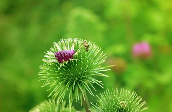 大牛犊的花朵开了 上面有荆棘和一只小甲虫 — 图库照片