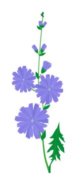 Çiçek açan bir bitki beyaz arka planda mavi ve mor çiçekli yaygın hindiba türüdür.