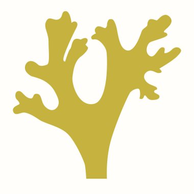 Cetraria İzlandaca akciğerlerin tedavisi için yararlı bir liken.