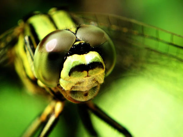 Hallo — Stockfoto