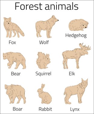 Ormanda yaşayan vahşi hayvanlar