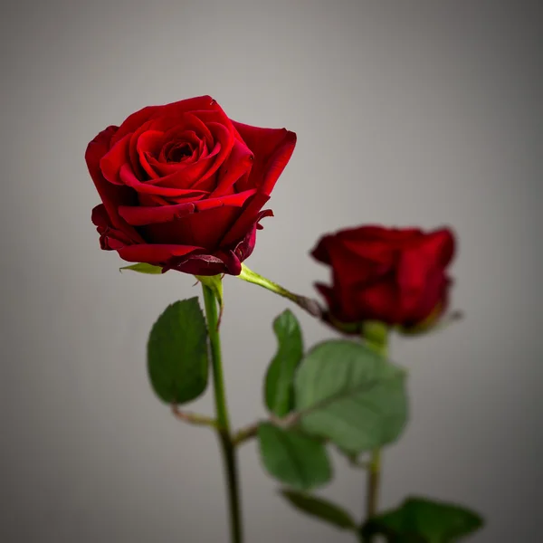 Zwei rote Rosen vor grauem Hintergrund — Stockfoto