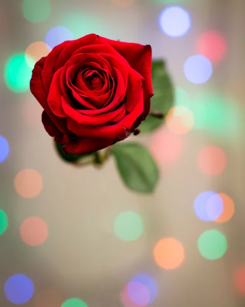 San Valentín rojo Disco rosa — Foto de Stock