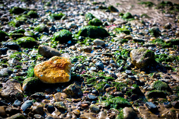Lonely Orange Rock In A Sea Of Green