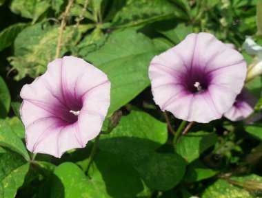 Flores Silvestres de Camilla Rosa