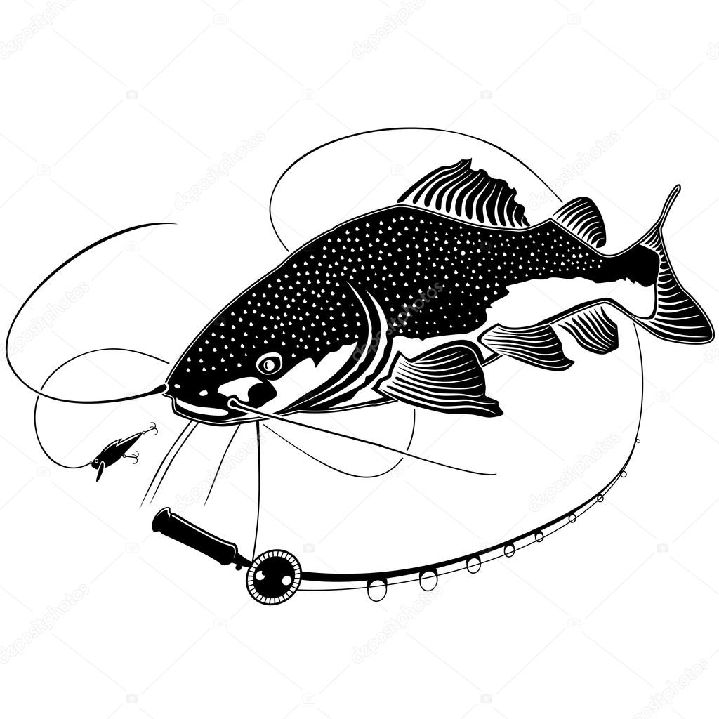 Vector illustration of catfish. Vector illustration can be used for creating logo and emblem for fishing clubs, prints, web and other crafts