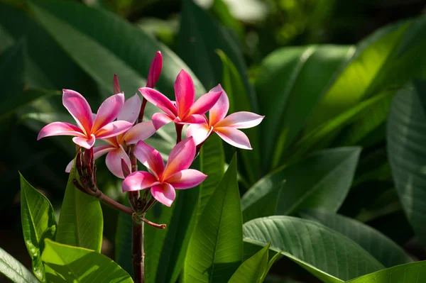 Frangipani Rosa Florece Con Brotes — Foto de Stock