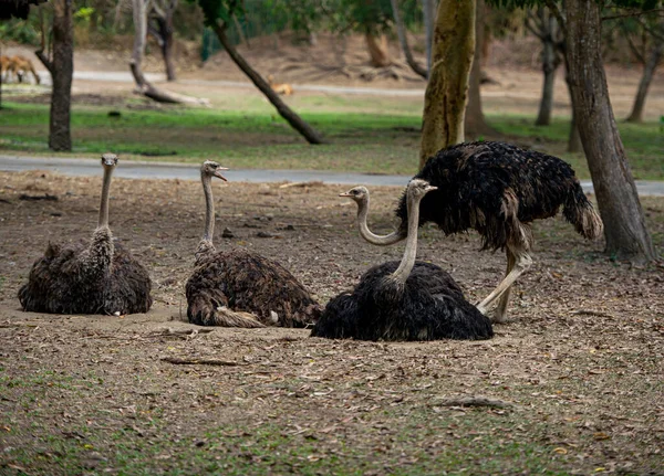 Een Zwerm Struisvogels Overspoelt Met Stof — Stockfoto