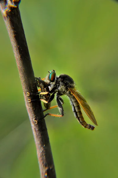 Robber Fly Eating Its Prey — Stock Photo, Image