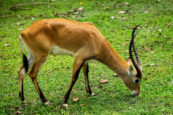 Antílope Que Está Comiendo Hierba — Foto de Stock