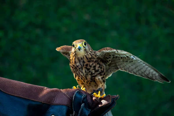 Seekor Verbrannte Falcon Yang Terlatih — Stockfoto